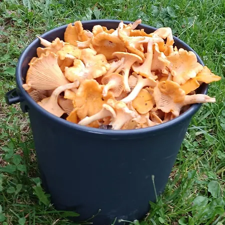 And Fishing Vonkale Äänekoski