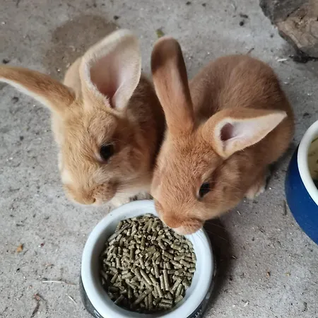 Dom wakacyjny And Fishing Vonkale Äänekoski